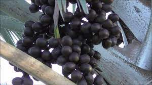 We did not find results for: Bismark Palm Fruit Not Edible Very Unique And Easy To Grow Youtube