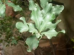 Image result for Euclea undulata