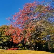 Image result for Kirkia