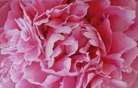 Colored Pencil Peony By Sheri Ruben Colored Pencil Lessons Flower Painting Color Pencil Art