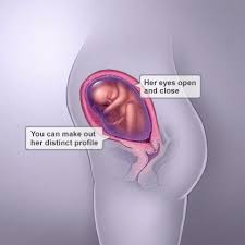 Pin On Baby Development
