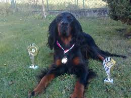 Image result for skotský setr gordonsetr