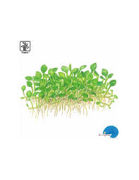 Image result for Marsilea minuta