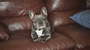 12140 hoyt st, sylmar, ca 91342. Pet Owners In Dallas And Irving Warn Thieves Are Stealing French Wfaa Com