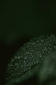 Daun, hijau, semak, berukir, gelap, tanaman adalah wallpaper yang bagus untuk desktop dan laptop komputer anda. Wallpaper Hijau Tua Green Architecture Property Building House Wall Facade Window Line Material Property 2059630 Wallpaperkiss