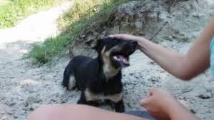 Woman Petting Dog On The Beach Stock Video C Video Rost 89977448