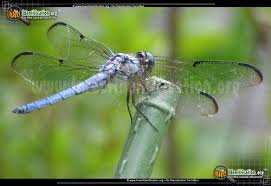 Dragonflies And Damselflies