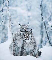 Snuggling Lynx In The Snow Of Tromso Norway Tromso Norway Cosmokoala Norway Tromso Tromso Ski Snow Moun Animals Cats Animals Beautiful
