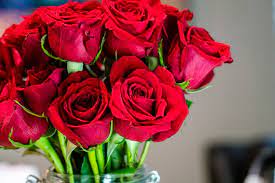 We did not find results for: How To Send Flowers To Australia From Pakistan Viewstorm