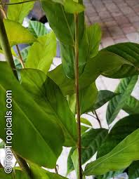 Image result for Aframomum mala