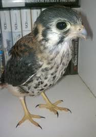 Shigaraki + dabi + overhaul + hawks discord server! What About Adorable Baby Hawks Aww