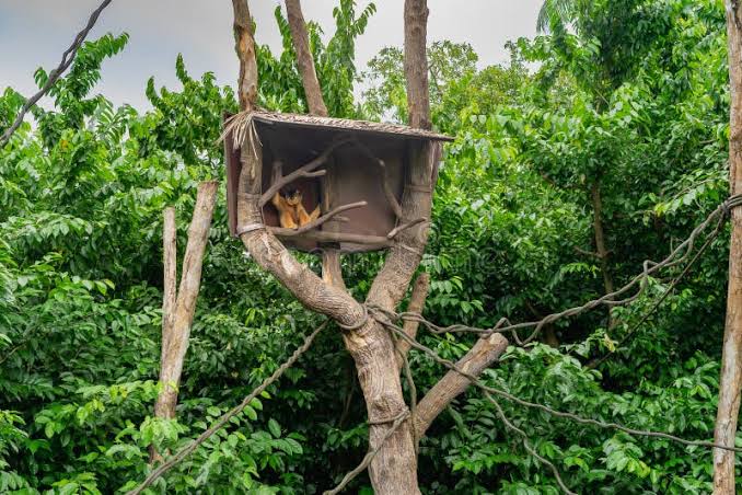 Monkey Treehouse Stock Photos - Free & Royalty-Free Stock Photos from  Dreamstime