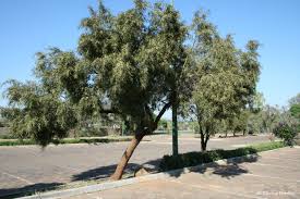 Image result for Searsia lancea