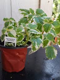 Image result for Plectranthus elegans