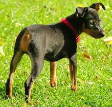 Image result for miniature pinscher