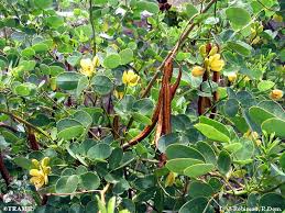 Image result for Senna bicapsularis