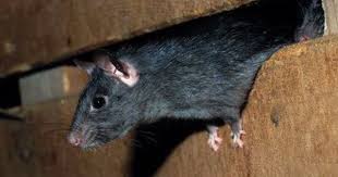 Comment Chasser Les Souris Et Rats De Chez Soi Souris Anti Souris Repulsif Souris