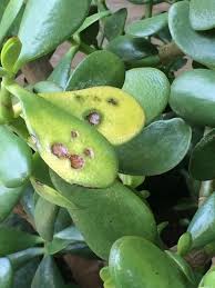 Do not leave the jade plant sitting in water. Why The Leaves On A Jade Plant Turn Yellow Dummer Garden Manage Gfinger Is The Best Garden Manage App