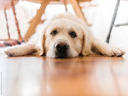 Start house training the moment you bring the puppy home. Sad Golden Retriever By Samantha Gehrmann
