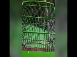 Jenis burung jenggot mini : Burung Jenggot Mini Super Mbeset Cocok Buat Masteran Youtube