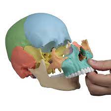Easy, you simply klick anatomie für osteopathen: Erler Zimmer Osteopathie Schadel 4708