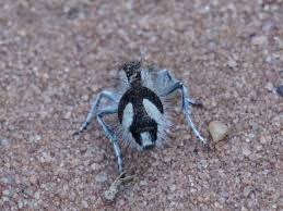 Image result for panda ant