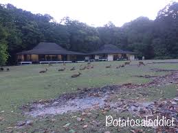 Weekend Getaway Trip Pulau Peucang Potato Salad