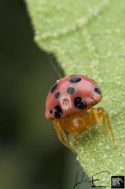 Red Ladybug Mimic Spider Paraplectana Sp Macro Photography Spider Ladybug
