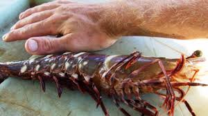 Klik disini untuk mendapatkan harga dan maklumat benih yang dijual. Harga Udang Terbaru Juni 2021 Hargabulanini Com