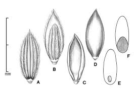Image result for Digitaria velutina