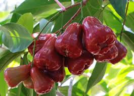 Jambu biji merupakan buah yang umum dijumpai di wilayah asia. 20 Koleski Terbaru Sketsa Gambar Jambu Biji Tea And Lead