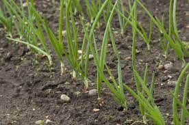 Jul 06, 2020 · onion plant spacing is a function of your intended size — the closer together, the smaller the bulbs will be. How To Grow Onions Rhs Gardening