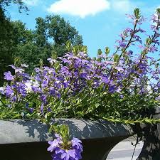 Image result for foto Vějířovka