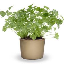 Image result for Petroselinum