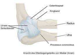 Auftretende schmerzen im ellenbogen haben ihren ursprung fast immer im ellenbogengelenk. Ellenbogenschmerzen Warum Schmerzt Mein Ellenbogen Www Gelenk Doktor De