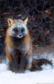 Black And Orange Fox Breed Pin By April Burrows On Les Poilus Animals Beautiful Pet Fox Animals