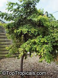 Known to be a productive tree, even at a smaller height. Averrhoa Carambola Carambola Starfruit Five Finger Balimbing Toptropicals Com