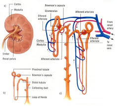 Chapter 9 The Excretory System Urinary Notes Flashcards Quizlet