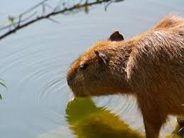 Una escapada rodeada por un abanico de verdes para despejar la mente y revitalizar el cuerpo, el litoral de la argentina ofrece atractivas propuestas que invitan a. La Capibara Como Mascota