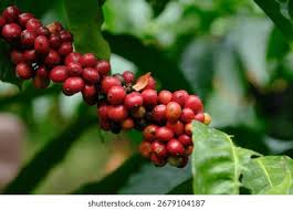 Image result for Coffea canephora