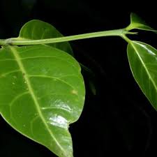 Image result for Psydrax parviflora