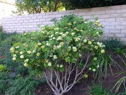 Image result for Pittosporum tobira