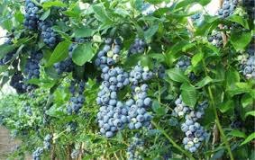 We did not find results for: Blueberries Sciencedirect