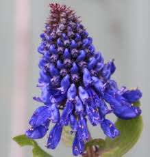 Image result for Pycnostachys parvifolia