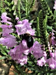 Preparing the soil for fall gardens. Know Your Natives Obedient Plant Arkansas Native Plant Society