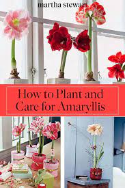 How To Plant And Care For Amaryllis Beautiful Flowers Garden Amaryllis Flower Pot Design