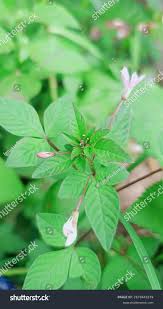 Image result for Cleome rutidosperma