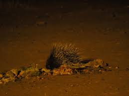 Image result for Phaeoptilum spinosum