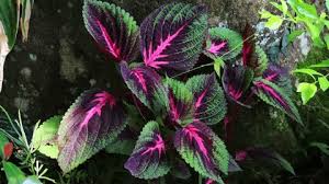 Image result for Coleus maculosus