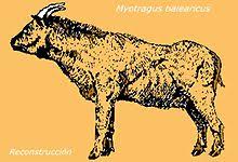 A lot of us have been dreaming of plunging into the balearic islands' glittering seas over the last year, and with a bit of luck the fantasy may become a floating in the mediterranean isn't the only thing on our balearic wishlist though. Cave Goat Zxc Wiki